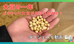 【youtube動画　第2弾】大豆はどうやって作られるのか？