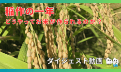 【youtube動画のご紹介】どうやってお米が作られるのか？